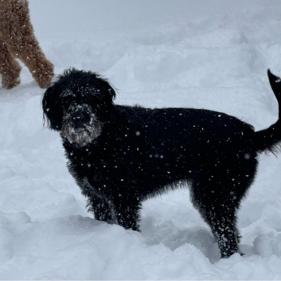 Meet your Posher, Michelle - Picture 3 of 3